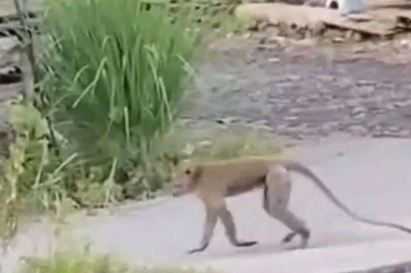 Geger! Kera Ekor Panjang Turun Gunung Serang Bocah 5 Tahun di Pasuruan Geger! Kera Ekor Panjang Turun Gunung Serang Bocah 5 Tahun di Pasuruan
