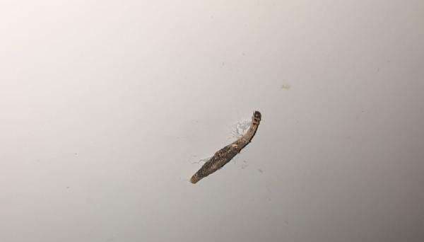 Mengenal Kamitetep: Serangga Aneh Mirip Kotoran Cicak yang Suka Tinggal di Rumah Mengenal Kamitetep: Serangga Aneh Mirip Kotoran Cicak yang Suka Tinggal di Rumah