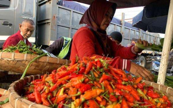 Pemerintah Jaga Harga Petani Cabai di Tingkat Konsumen Pemerintah Jaga Harga Petani Cabai di Tingkat Konsumen
