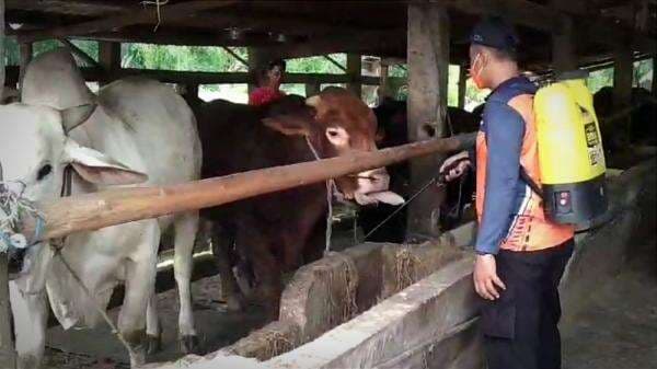 342 Kasus PMK Terindikasi di Gresik, BPBD Gencarkan Penyemprotan Disinfektan 342 Kasus PMK Terindikasi di Gresik, BPBD Gencarkan Penyemprotan Disinfektan