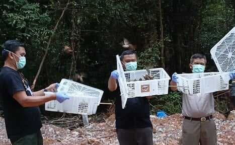 Ribuan Burung Pipit Dilepasliarkan di Hutan Wisata Muka Kuning Batam Ribuan Burung Pipit Dilepasliarkan di Hutan Wisata Muka Kuning Batam