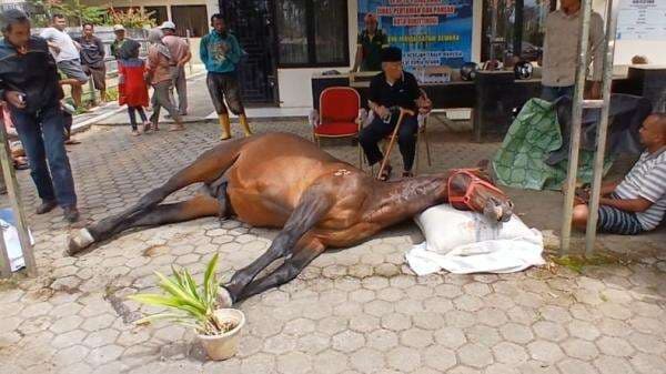 Kronologis Kuda Legendaris Bukittinggi Fort de Kock Hill Mati, Penggemar Kuda Pacu Berduka Kronologis Kuda Legendaris Bukittinggi Fort de Kock Hill Mati, Penggemar Kuda Pacu Berduka