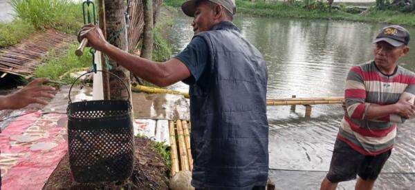 Momen Libur Tahun Baru, Harga Ikan Nila dan Mas Naik Momen Libur Tahun Baru, Harga Ikan Nila dan Mas Naik