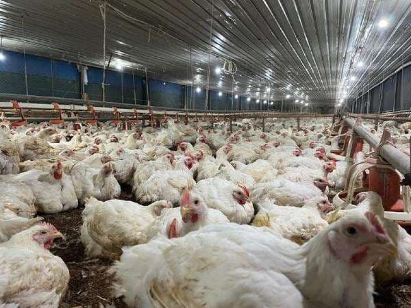 Harga Ayam Hidup Anjlok, Bapanas Colek BGN Harga Ayam Hidup Anjlok, Bapanas Colek BGN