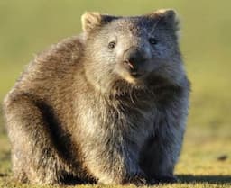 8 Fakta Menarik Wombat, Hewan Endemik Australia yang Imut dan Menggemaskan