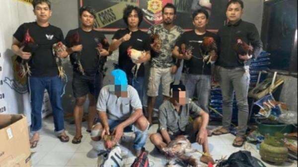Digerebek Polisi, Arena Sabung Ayam di Sinjai Kocar-Kacir, Dua Pelaku Tak Berkutik Digerebek Polisi, Arena Sabung Ayam di Sinjai Kocar-Kacir, Dua Pelaku Tak Berkutik