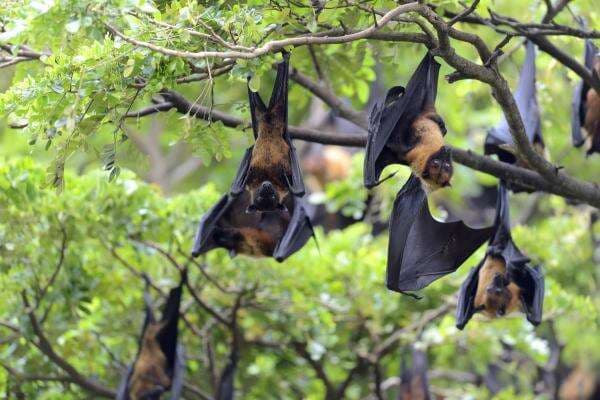 Waspada Virus Nipah dari Thailand, Gejala Demam Tinggi hingga Peradangan Otak Waspada Virus Nipah dari Thailand, Gejala Demam Tinggi hingga Peradangan Otak
