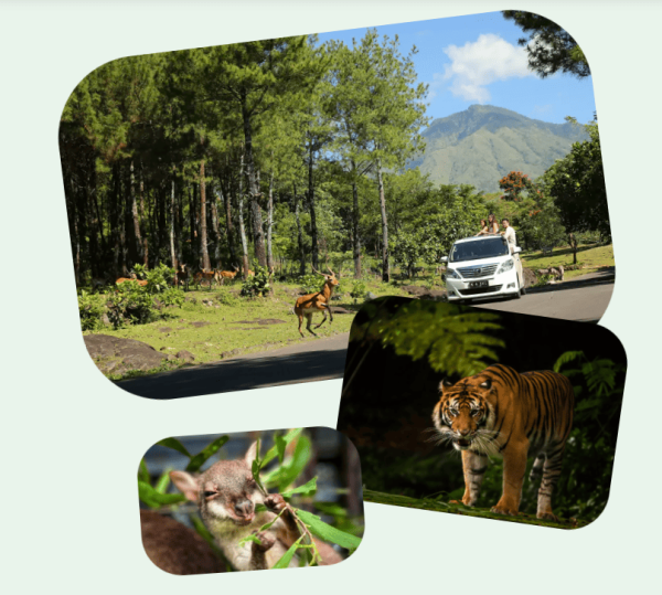 Daftar Harga Tiket Taman Safari Prigen Lengkap 2025, Ini Wahana yang Diperoleh Daftar Harga Tiket Taman Safari Prigen Lengkap 2025, Ini Wahana yang Diperoleh