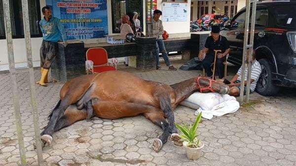 “Seperti Kehilangan Anak Sendiri”, Tangis Pecah Saat Kuda Fort de Kock Mengembuskan Napas Terakhir “Seperti Kehilangan Anak Sendiri”, Tangis Pecah Saat Kuda Fort de Kock Mengembuskan Napas Terakhir