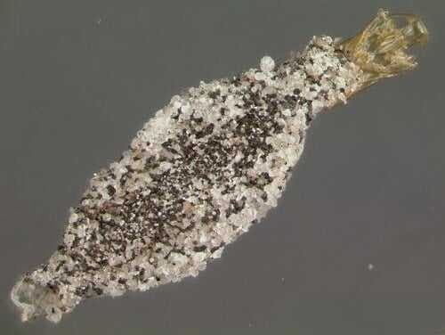 Gatal-Gatal Misterius Bikin Gak Nyaman? Ternyata Ulah Kamitetep, Ini Cara Membasminya! Gatal-Gatal Misterius Bikin Gak Nyaman? Ternyata Ulah Kamitetep, Ini Cara Membasminya!