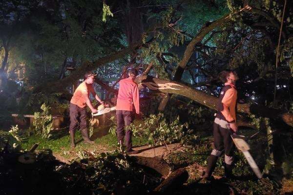 Pohon Tumbang gegara Hujan Angin di Tangsel, Bocah Perempuan Terluka Pohon Tumbang gegara Hujan Angin di Tangsel, Bocah Perempuan Terluka