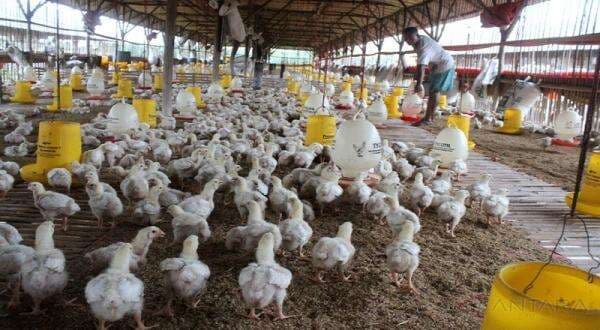 Danantara Mau Bangun 12 Pabrik Pakan dan Produksi Ayam Akhir Januari 2026 Danantara Mau Bangun 12 Pabrik Pakan dan Produksi Ayam Akhir Januari 2026