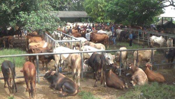 Jelang Idul Adha, Harga Sapi Kurban di Pasar Hewan Purwakarta Naik Hingga Satu Juta Rupiah Jelang Idul Adha, Harga Sapi Kurban di Pasar Hewan Purwakarta Naik Hingga Satu Juta Rupiah