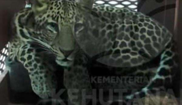 Penampakan Macan Tutul yang Ditangkap Masuk Hotel Anugrah Bandung Penampakan Macan Tutul yang Ditangkap Masuk Hotel Anugrah Bandung