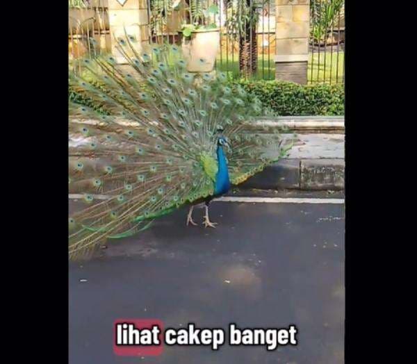 Viral Burung Merak Berkeliaran di Duren Sawit, Jadi Tontonan Warga Viral Burung Merak Berkeliaran di Duren Sawit, Jadi Tontonan Warga