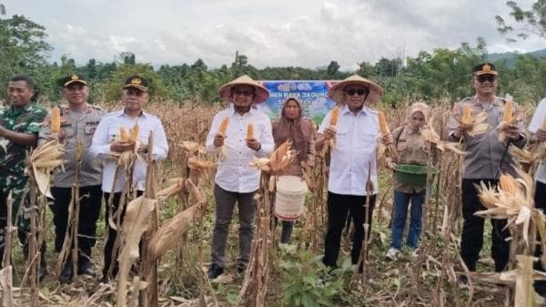 Panen Raya Jagung, Upaya Pemda Butur Wujudkan Ketahanan Pangan Asta Cita Presiden Prabowo Panen Raya Jagung, Upaya Pemda Butur Wujudkan Ketahanan Pangan Asta Cita Presiden Prabowo
