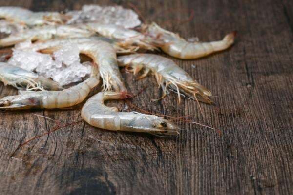 Ekspor Udang Indonesia ke AS Melonjak 16,3 persen hingga Kuartal III-2025 Ekspor Udang Indonesia ke AS Melonjak 16,3 persen hingga Kuartal III-2025