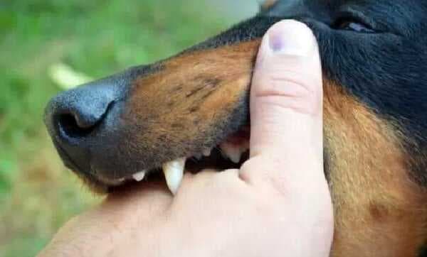 Delapan Nyawa Melayang Akibat Rabies di Manggarai Timur, Pemda Gencarkan Vaksinasi dan Edukasi Delapan Nyawa Melayang Akibat Rabies di Manggarai Timur, Pemda Gencarkan Vaksinasi dan Edukasi