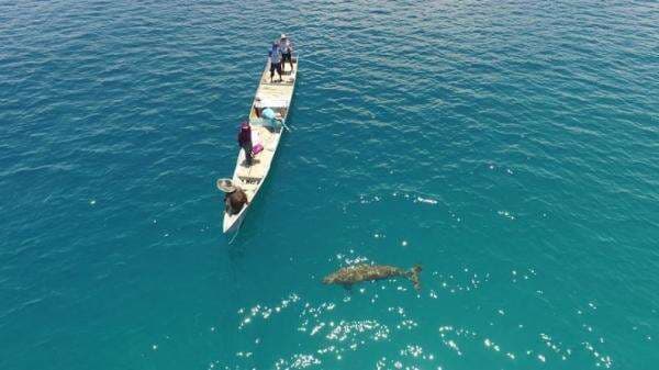 Momen Langka, Bayi Dugong Muncul Berenang di Pantai Mali Alor Momen Langka, Bayi Dugong Muncul Berenang di Pantai Mali Alor