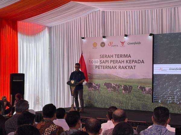 1.080 Sapi Perah dari Australia Tiba di RI, Siap Perkuat Produksi Susu Nasional 1.080 Sapi Perah dari Australia Tiba di RI, Siap Perkuat Produksi Susu Nasional