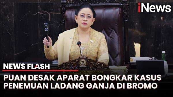 Tanggapi Penemuan Ladang Ganja di Bromo, Puan Maharani Minta Penegak Hukum Selidiki Tanggapi Penemuan Ladang Ganja di Bromo, Puan Maharani Minta Penegak Hukum Selidiki