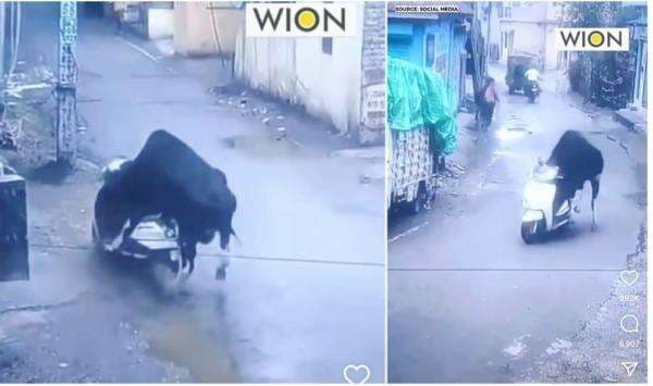 Viral Sapi Naik Motor Sedang Diparkir di Pinggir Jalan, Netizen Auto Ngakak: Wah Curanmor Viral Sapi Naik Motor Sedang Diparkir di Pinggir Jalan, Netizen Auto Ngakak: Wah Curanmor