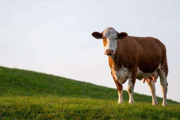 10 Negara Penghasil Sapi Terbanyak di Dunia, Dominasi Industri Peternakan Global 10 Negara Penghasil Sapi Terbanyak di Dunia, Dominasi Industri Peternakan Global