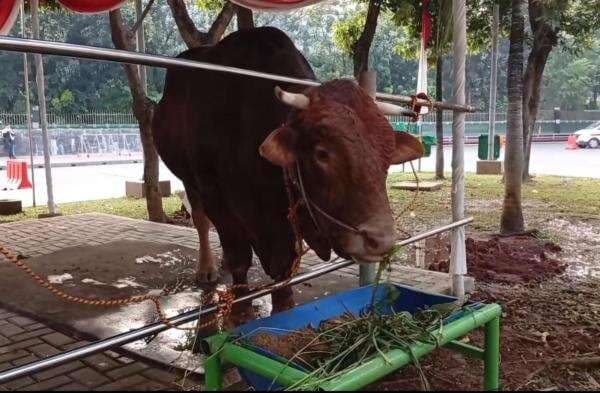 Prabowo-Gibran Salurkan 2 Ekor Sapi Limosin Berbobot Lebih dari 1 Ton ke Masjid Istiqlal Prabowo-Gibran Salurkan 2 Ekor Sapi Limosin Berbobot Lebih dari 1 Ton ke Masjid Istiqlal