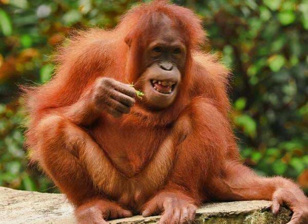 Night at the Ragunan Zoo, Ini Daftar Lengkap Tarif dan Jadwal Night at the Ragunan Zoo, Ini Daftar Lengkap Tarif dan Jadwal