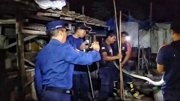 Ular Sanca Sepanjang 4 Meter Mangsa Ternak Warga di Palangka Raya, Dievakuasi Petugas Damkar Ular Sanca Sepanjang 4 Meter Mangsa Ternak Warga di Palangka Raya, Dievakuasi Petugas Damkar