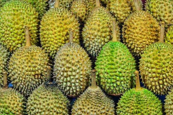 8 Ciri Durian yang Bagus, Matang, Manis dan Berdaging Tebal 8 Ciri Durian yang Bagus, Matang, Manis dan Berdaging Tebal
