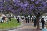 Abha Hutan Ungu di Arab Saudi: Saat Pohon Jacaranda Menghiasi Jalan Abha Hutan Ungu di Arab Saudi: Saat Pohon Jacaranda Menghiasi Jalan