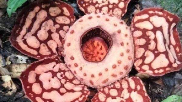 Apa Bedanya Rafflesia Hasseltii dan Rafflesia Arnoldi? Ternyata, Perbedaannya Bukan Sekadar Ukuran! Apa Bedanya Rafflesia Hasseltii dan Rafflesia Arnoldi? Ternyata, Perbedaannya Bukan Sekadar Ukuran!