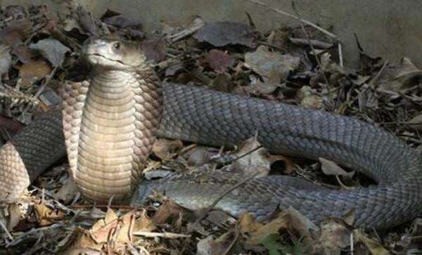 Tragis! Kakek di Sukabumi Tewas usai Bertarung dengan King Kobra dalam Rumah Tragis! Kakek di Sukabumi Tewas usai Bertarung dengan King Kobra dalam Rumah