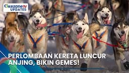 Ada Lomba Kereta Luncur Anjing, Selengkapnya di Okezone Updates Hari Ini!