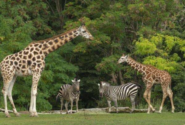 Harga Tiket Taman Safari Bogor 2025 Terbaru, Mulai dari Rp150.000 Harga Tiket Taman Safari Bogor 2025 Terbaru, Mulai dari Rp150.000