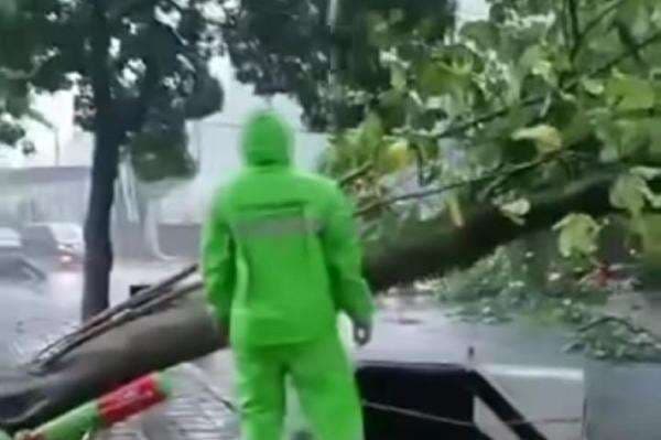 Cuaca Ekstrem, Pohon Tumbang Tutupi Jalan Raya di Bogor Cuaca Ekstrem, Pohon Tumbang Tutupi Jalan Raya di Bogor