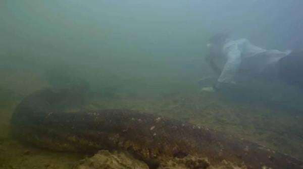 Ahli Biologi Berenang dengan Ular Terbesar di Sungai Amazon Ahli Biologi Berenang dengan Ular Terbesar di Sungai Amazon