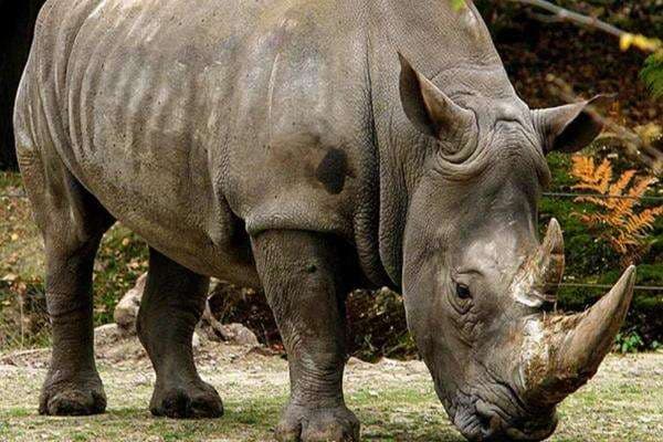 Ahli IPB Sebut Hewan Ini Jadi Kekayaan Hayati Indonesia Satu-Satunya di Dunia Ahli IPB Sebut Hewan Ini Jadi Kekayaan Hayati Indonesia Satu-Satunya di Dunia