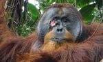 Ahli Temukan Fakta Orangutan Punya Kebiasaan Membuat Obat seperti Manusia