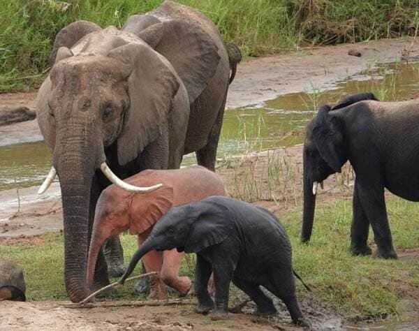 Anak Gajah Berkulit Merah Muda Sangat Langka Muncul  di Taman Nasional Kruger