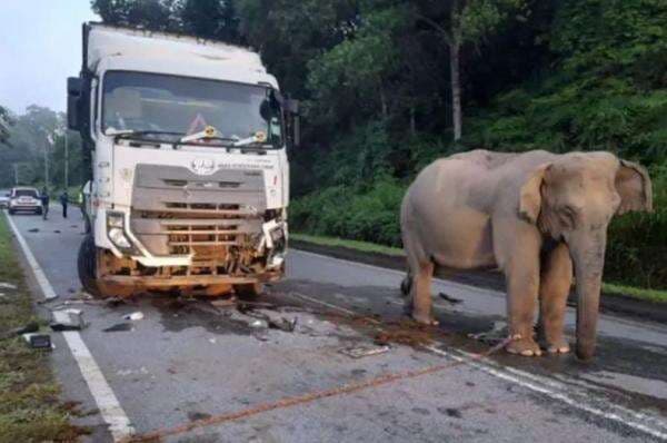Sopir Truk Penabrak Anak Gajah yang Viral Ceritakan Detik-Detik Kecelakaan Sopir Truk Penabrak Anak Gajah yang Viral Ceritakan Detik-Detik Kecelakaan