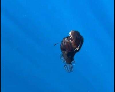 Mengapa Ikan Anglerfish tiba-tiba Naik ke Permukaan? Mengapa Ikan Anglerfish tiba-tiba Naik ke Permukaan?