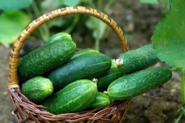 Apa Benar Jus Timun Bisa Redakan Asam Urat? Ini Faktanya Apa Benar Jus Timun Bisa Redakan Asam Urat? Ini Faktanya