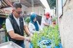 Asyik, Warga Rawa Badak Jakut Dapat Tambahan Penghasilan dari 3 Program Inovatif Asyik, Warga Rawa Badak Jakut Dapat Tambahan Penghasilan dari 3 Program Inovatif
