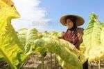 Aturan Pengamanan Zat Adiktif Dinilai Timbulkan Dampak Ganda bagi Petani Tembakau Aturan Pengamanan Zat Adiktif Dinilai Timbulkan Dampak Ganda bagi Petani Tembakau