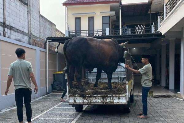 Ayu Ting Ting Kurban 3 Sapi Limosin Seberat Hampir 1 Ton, Warga Heboh Lihat Penampakannya! Ayu Ting Ting Kurban 3 Sapi Limosin Seberat Hampir 1 Ton, Warga Heboh Lihat Penampakannya!