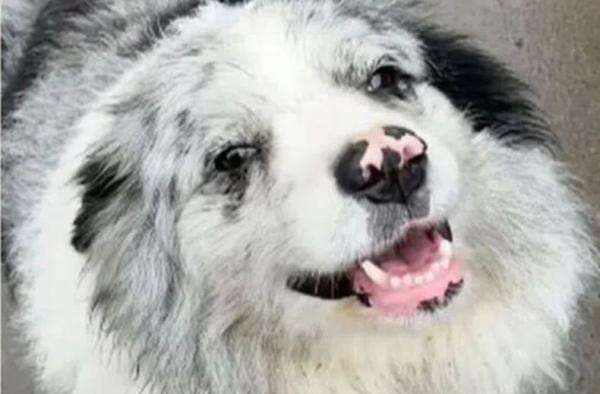 Kisah Anjing Pemilik 1,5 Juta Follower Medsos Dikira Hewan Liar, Dibunuh Jadi Santapan Restoran Kisah Anjing Pemilik 1,5 Juta Follower Medsos Dikira Hewan Liar, Dibunuh Jadi Santapan Restoran