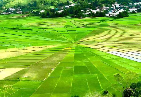Eksotis, Ada Areal Persawahan yang Berbentuk Jaring Laba-laba di Flores Eksotis, Ada Areal Persawahan yang Berbentuk Jaring Laba-laba di Flores