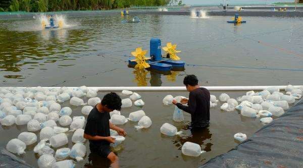 Babak Baru Tambak Udang Rakyat: Mampukah Aquarev Jadi Jawaban Tanpa Mengulang Dosa Startup Raksasa? Babak Baru Tambak Udang Rakyat: Mampukah Aquarev Jadi Jawaban Tanpa Mengulang Dosa Startup Raksasa?